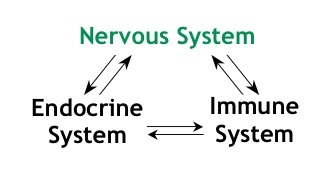 Immune System Function Image